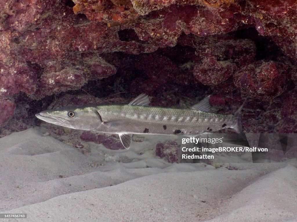 Great barracuda (Sphyraena barracuda) . Dive site John Pennekamp Coral Reef State Park, Key Largo, Florida Keys, Florida, USA