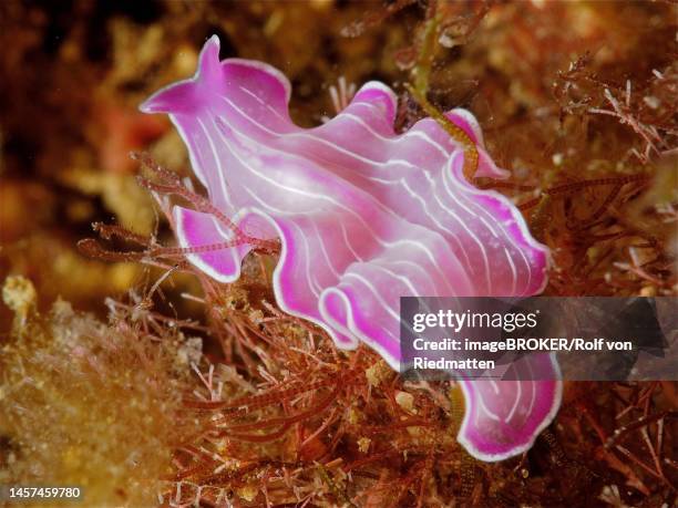 variable flatworm (prostheceraeus giesbrechtii), marine animal. dive site marine reserve cap de creus, rosas, costa brava, spain, mediterranean sea - marine flatworm stock illustrations