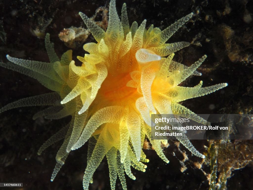 Sunset cup coral (Leptopsammia pruvoti) . Dive site Marine Reserve Cap de Creus, Rosas, Costa Brava, Spain, Mediterranean Sea