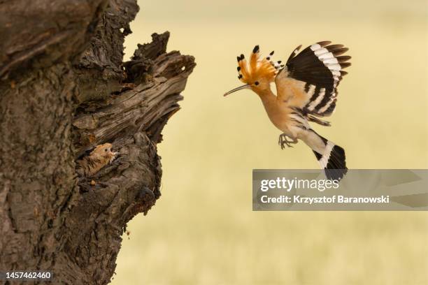 eurasian hoopoe feeding the juvenile - dichterbij komen stockfoto's en -beelden
