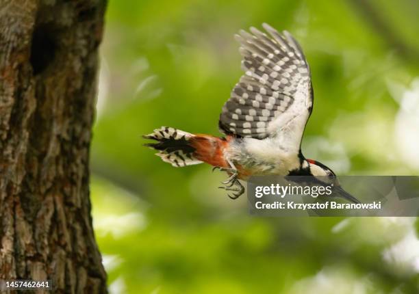 great spotted woodpecker feeding juveniles - great spotted woodpecker stock pictures, royalty-free photos & images