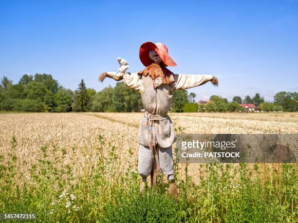 scarecrow in a meadow. - scarecrow agricultural equipment stock-fotos und bilder