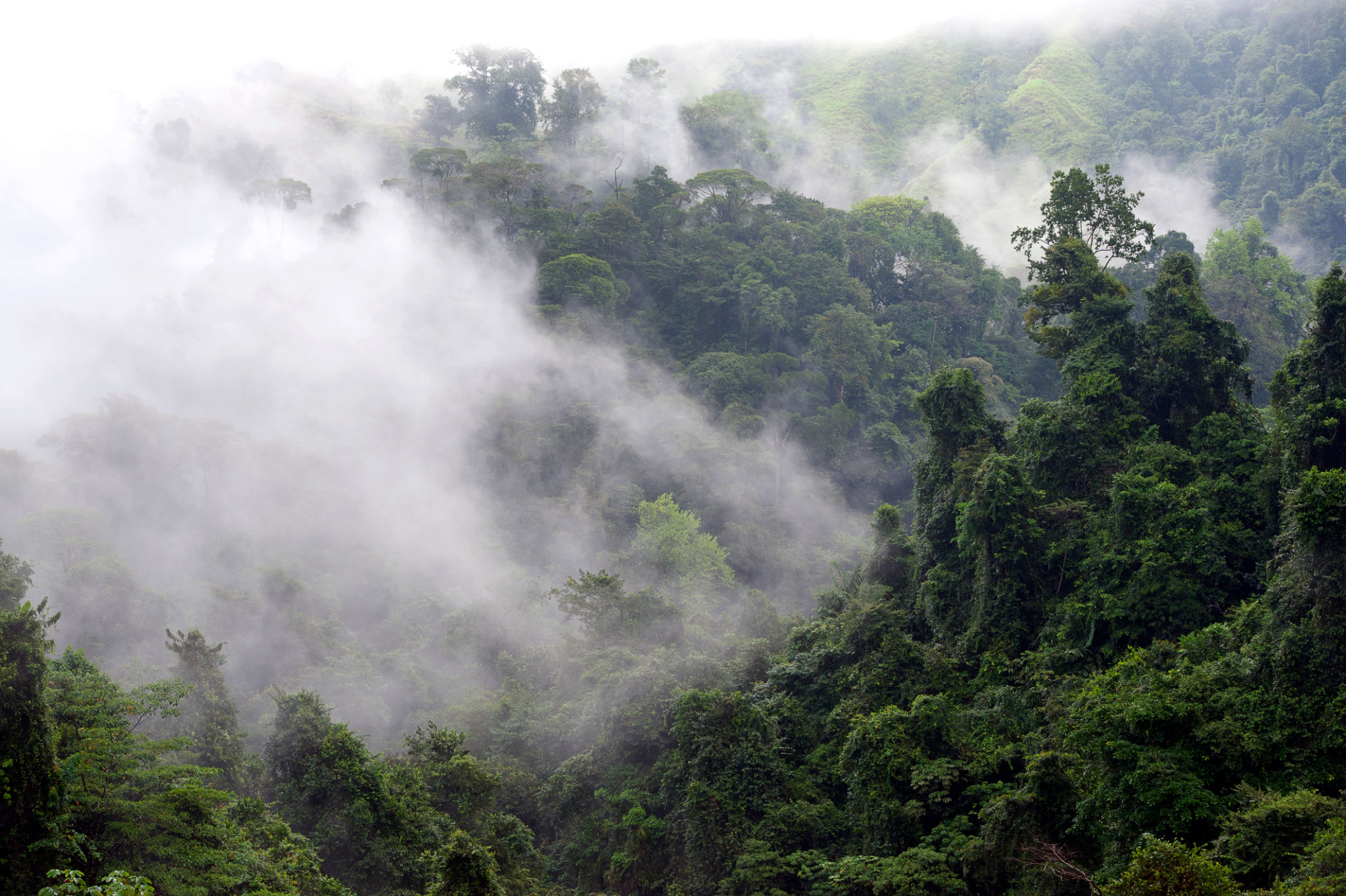 cloud forest