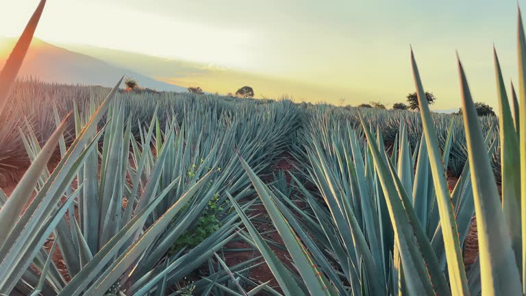 https://media.gettyimages.com/id/1457480773/video/blue-agave-textures-in-the-sunset-with-motion-2.jpg?b=1&s=640x640&k=20&c=TbaMz8A0W5oYf5P1Woqn06SKDstf1tF45ij_gPVhqMo=