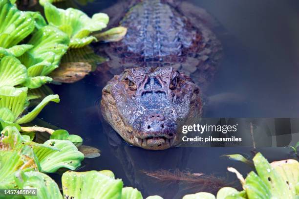 caiman looking at camera, alligator family animal living in the swamps and marshes of uvita, costa rica - alligator stock pictures, royalty-free photos & images