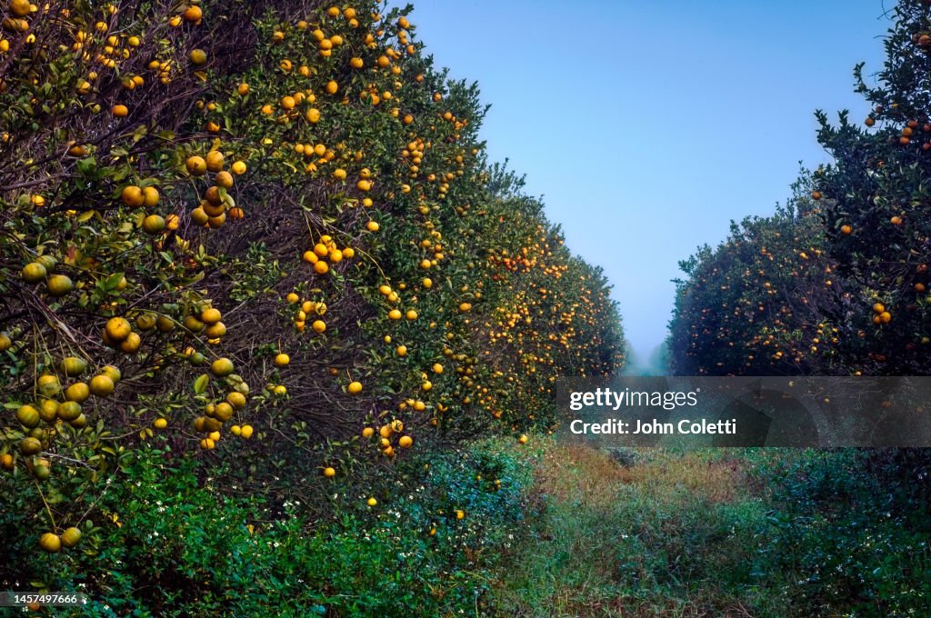 Orange Grove, Harvest, Dawn