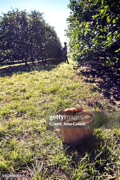 orange grove, picking oranges, harvest - florida farm stock pictures, royalty-free photos & images