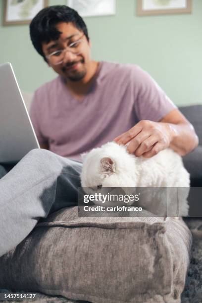 hanging out in the living room with ellie - cat keeping owner complany while he works from home - close up - emotional support animal stock pictures, royalty-free photos & images