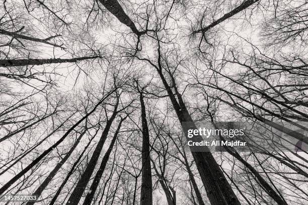 snowfall through branches - bare tree branches stock pictures, royalty-free photos & images