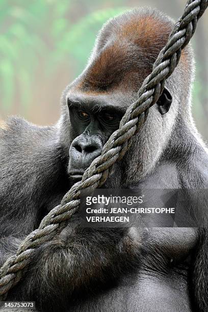 Silverback gorilla is pictured at the zoo of the French eastern city of Amneville, on June 5, 2012. AFP PHOTO / JEAN-CHRISTOPHE VERHAEGEN