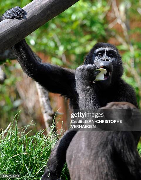 Young silverback gorilla is pictured at the zoo of the French eastern city of Amneville, on June 5, 2012. AFP PHOTO / JEAN-CHRISTOPHE VERHAEGEN