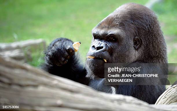 Silverback gorilla is pictured at the zoo of the French eastern city of Amneville, on June 5, 2012. AFP PHOTO / JEAN-CHRISTOPHE VERHAEGEN