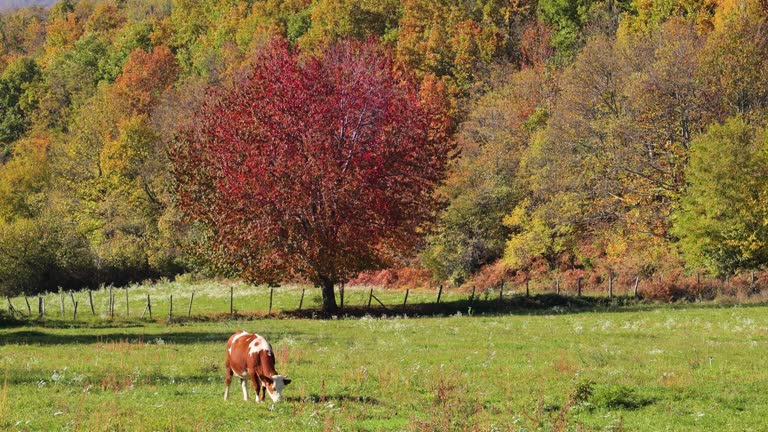 Field Ridge 3,607 Ridge Farm Stock Videos, Footage, & 4K Video Clips - Getty Images