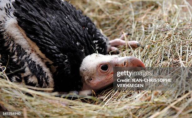 60 Baby Vulture Stock Photos High Res Pictures And Images Getty Images 60-baby-vulture-stock-photos-high-res-pictures-and-images-getty-images