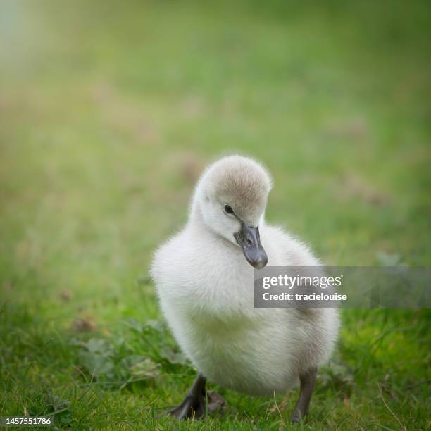 black swan cygnet - cygnet stock pictures, royalty-free photos & images