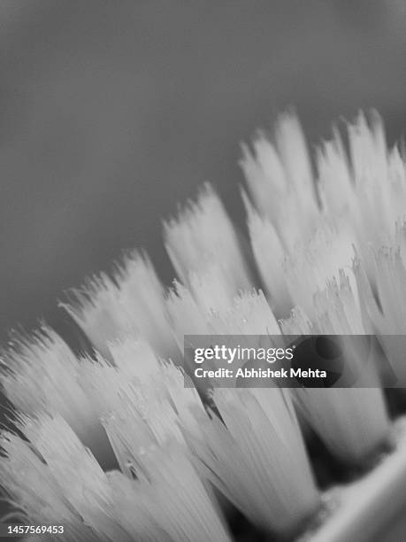 toothbrush bristles - bristle stock pictures, royalty-free photos & images