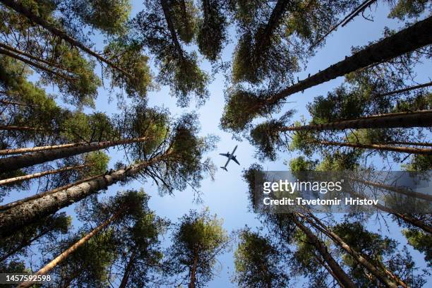 eco-friendly air transport concept. bottom view of the pine trees. - luftfarkost bildbanksfoton och bilder