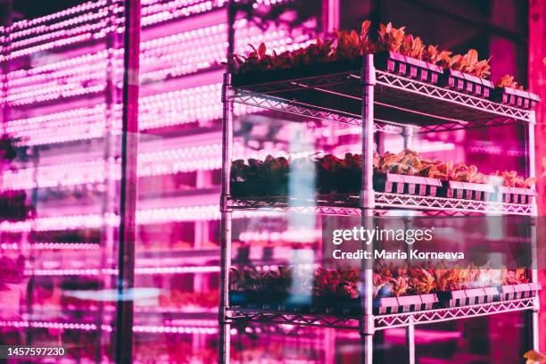 trays of seedlings and herbs under ultraviolet light. - uv light stock pictures, royalty-free photos & images