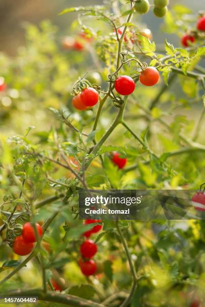 kirschtomate - cherry tomaten stock-fotos und bilder