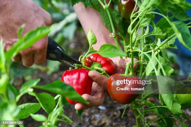 cosecha de pimiento rojo - pimiento dulce fotografías e imágenes de stock