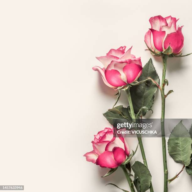 beautiful pink roses flowers on white background - pink rose stock pictures, royalty-free photos & images