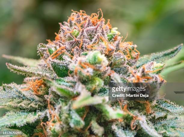 cannabis plant flower - marijuana plant stock-fotos und bilder