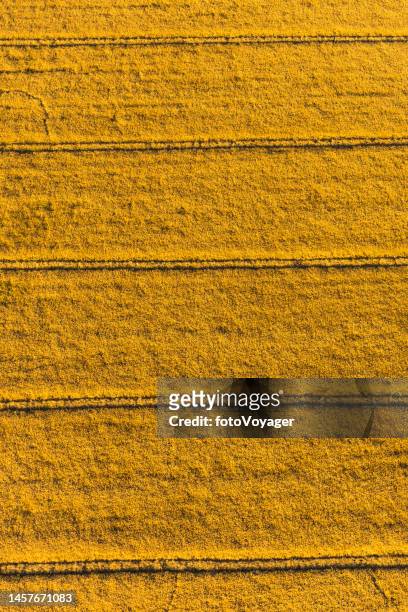 aerial photograph golden wheat field farm harvest agricutlural nature background - monoculture stock pictures, royalty-free photos & images
