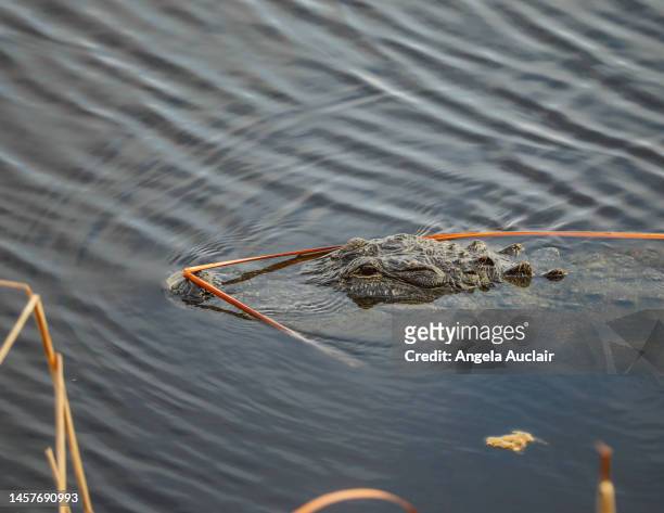 sanibel alligator after hurricane - angela auclair stock pictures, royalty-free photos & images