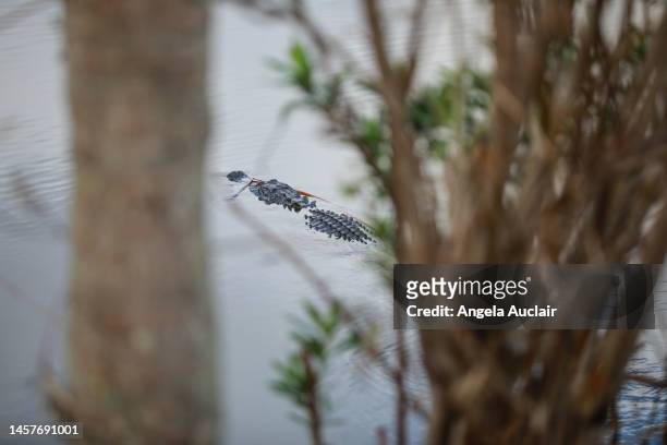 sanibel alligator - angela auclair stock pictures, royalty-free photos & images