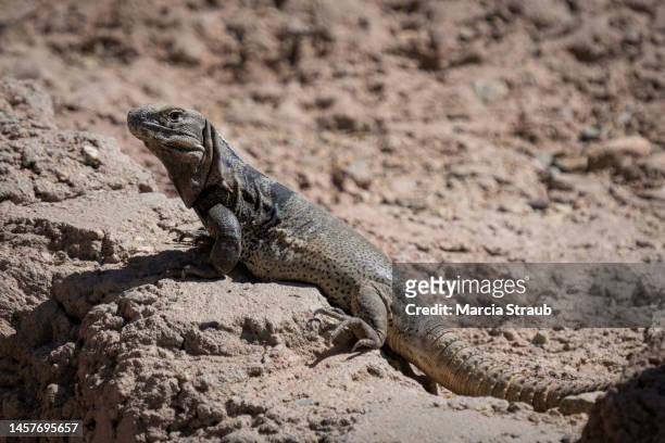 spiny tailed iguana in the desert - land iguana fotografías e imágenes de stock