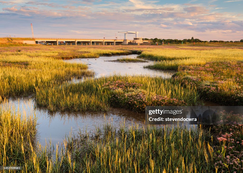 Sea Lavender growing on salt marsh at Breydon Estuary, Great Yarmouth, Norfolk, UK, with Breydon Bridge in the background.