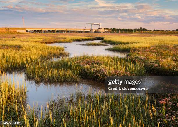 sea lavender growing on salt marsh at breydon estuary, great yarmouth, norfolk, uk, with breydon bridge in the background. - tidal marsh stock pictures, royalty-free photos & images