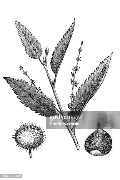 illustrations, cliparts, dessins animés et icônes de châtaigne (castanea sativa) - châtaigne