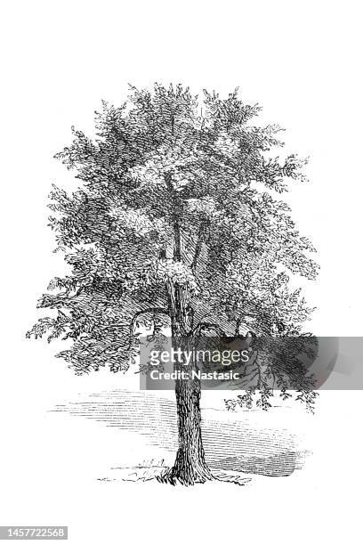 the common elm - ulmaceae stock illustrations