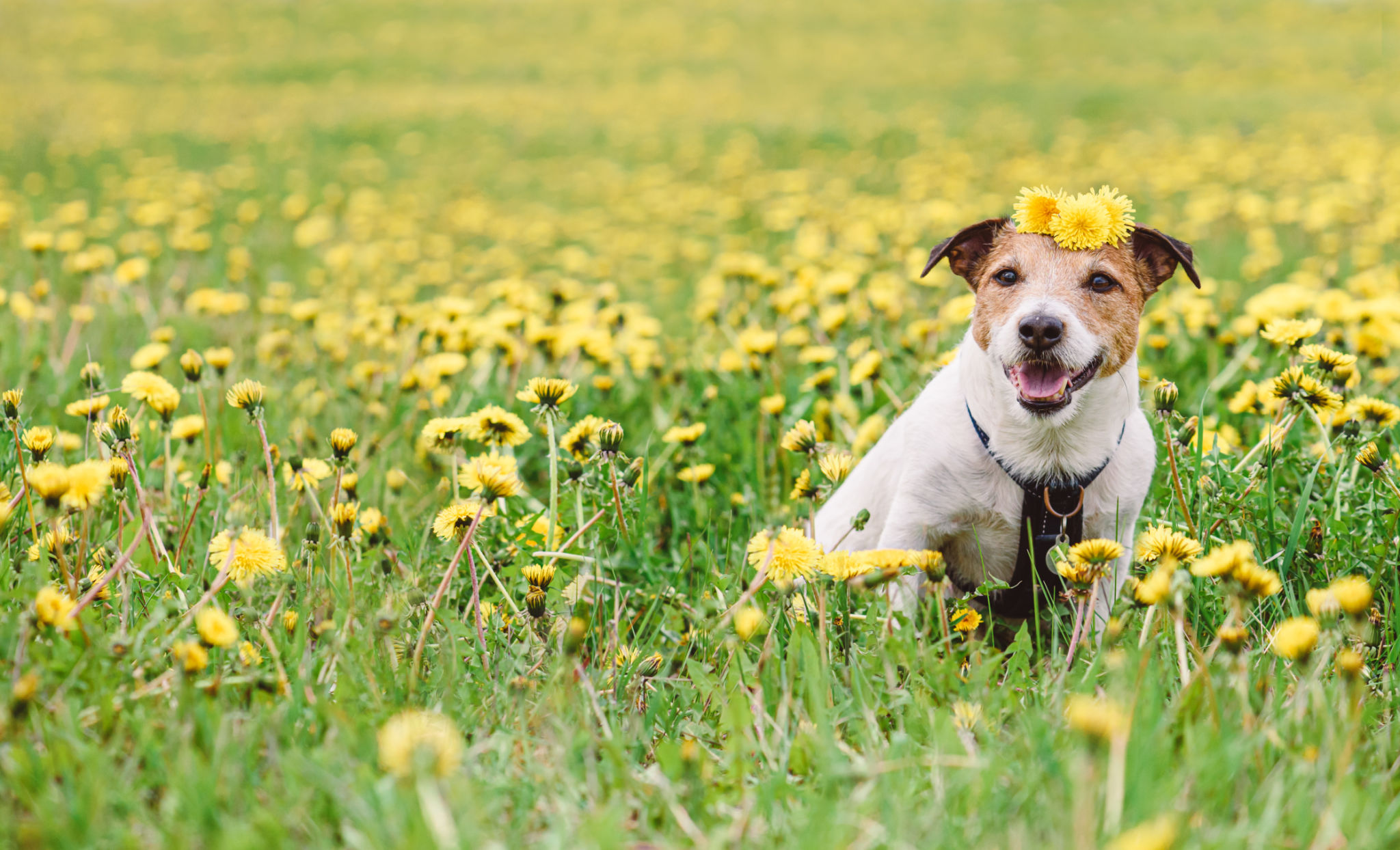 dog seasons