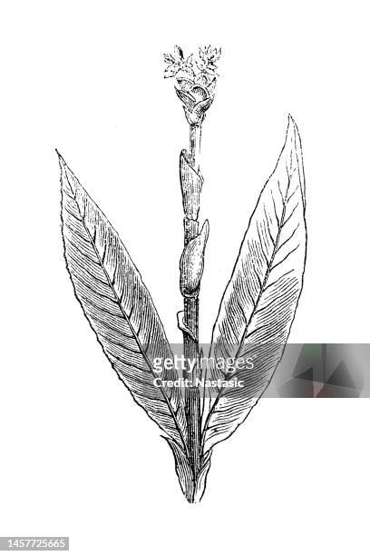 illustrazioni stock, clip art, cartoni animati e icone di tendenza di curcuma - botanical hand drawn