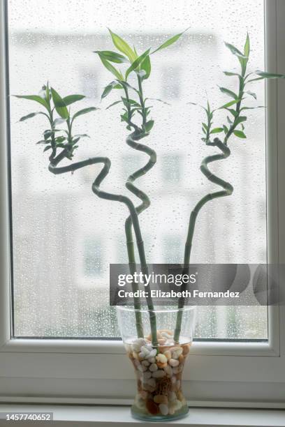 lucky bamboo (dracaena sanderiana) - dracena plant - fotografias e filmes do acervo