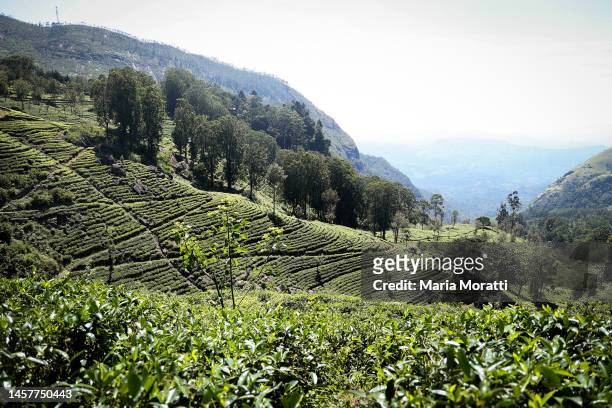 General view of tea plantations on January 01, 2023 in Haputale, Sri Lanka. Haputale is a town of Badulla District in the Uva Province, Sri Lanka....