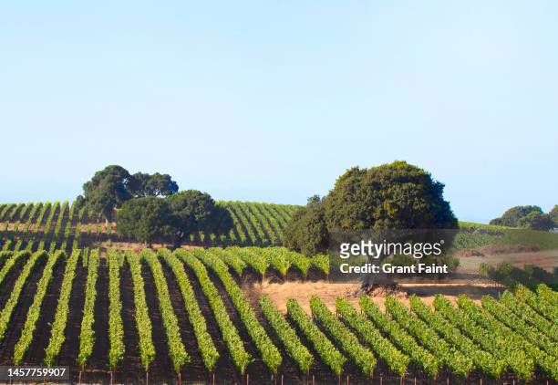 view of grape vines - napa californie photos et images de collection