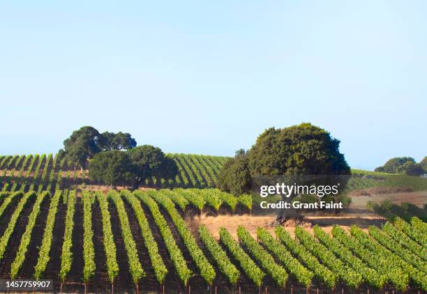 view of grape vines - napa califórnia - fotografias e filmes do acervo