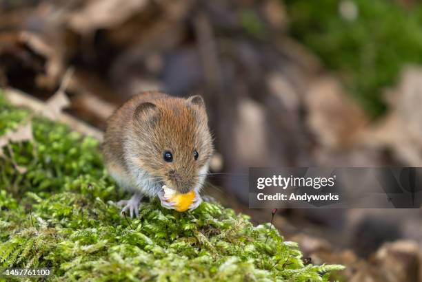 cute bank vole (myodes glareolus) - volea stock pictures, royalty-free photos & images