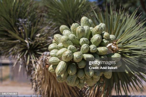 Uccas Tree 5,564 Yucca Palm Tree Stock Photos, High-Res Pictures, and Images ...