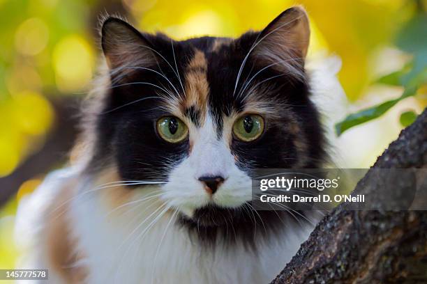 calico cat - calico cat stock pictures, royalty-free photos & images