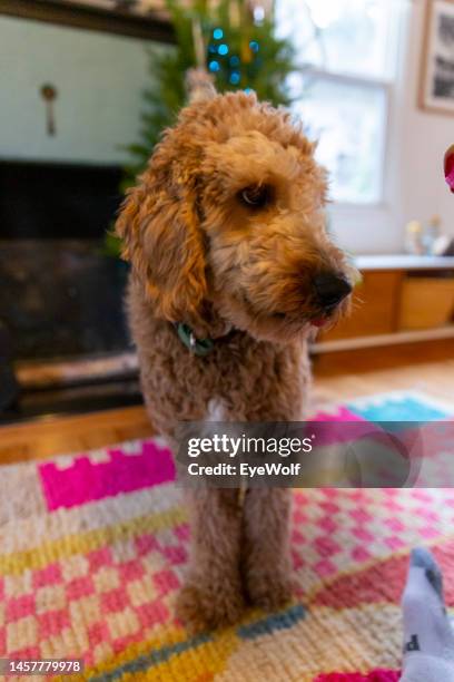 silly looking goldendoodle in living room - portland oregon christmas stock pictures, royalty-free photos & images