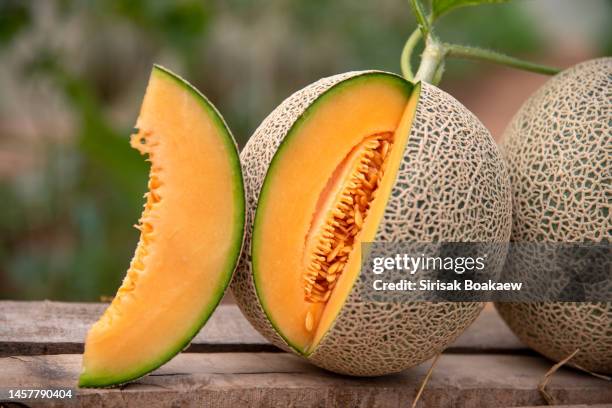 melon honeydew melons hanging in a greenhouse - melão imagens e fotografias de stock