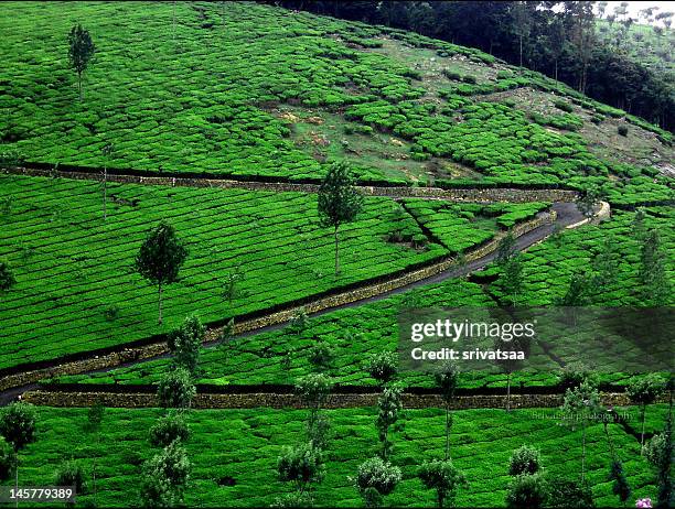 zig zig road - ooty stock pictures, royalty-free photos & images