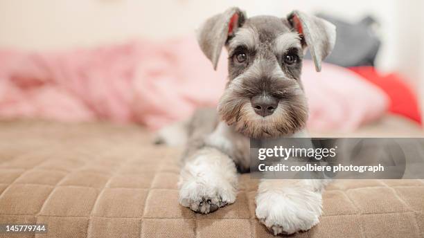 miniature schnauzer sitting on a bed - terrier stock pictures, royalty-free photos & images