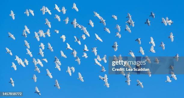 white cockatoos in flight - animal body 個照片及圖片檔