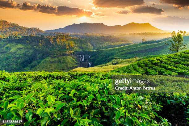 tea plantation and st claire waterfall at sunrise, sri lanka - camellia sinensis stock pictures, royalty-free photos & images