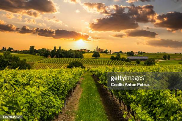 beautiful vineyards at sunset near a small town in france - bordeaux stock-fotos und bilder